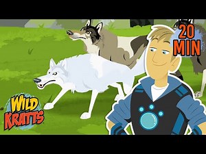 Cool Canines | Wolves, Dogs, Coyotes & More | Animals for Kids | Wild Kratts