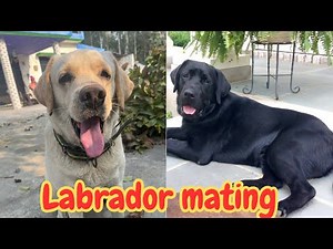 Labrador mating 🐶 || first mating at 12th day after heat 🐸