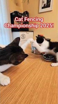 Plate-Stomping Chaos & The Kitty Fencing Match!
