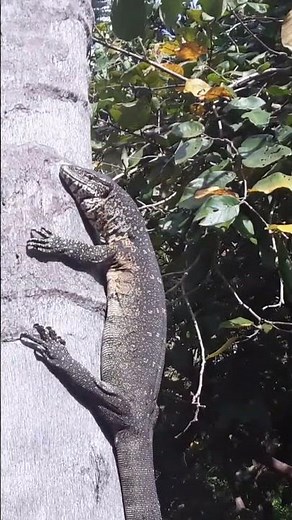 Skip Zanzibar crowds! Discover Mafia Island & stay inside the Marine Park at Eco Shamba Kilole 🦎🌿