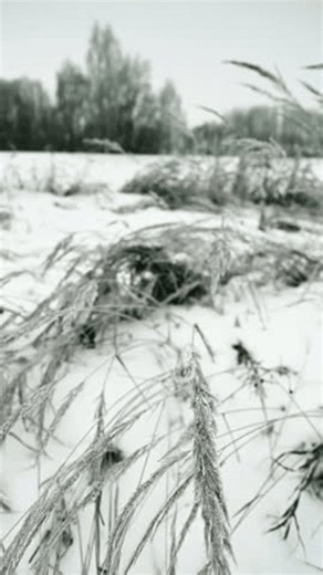 clip-4006125325-dry-grasses-wind-winter-meadows-cloudy-morning