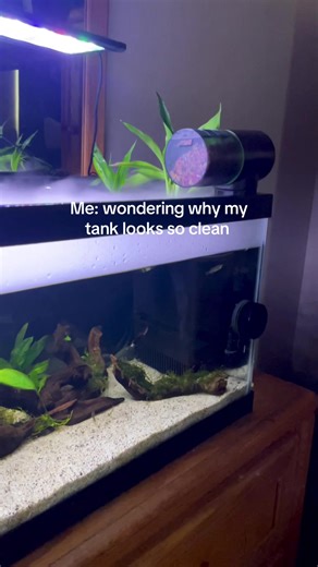 Aquascaping Tips for a Clean Shrimp Tank