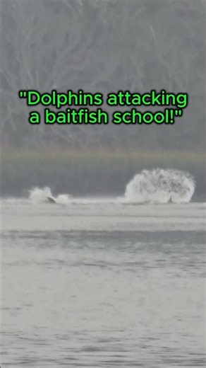 Dolphins exploding on bait in skinny water where I watched a shark destroy a redfish.