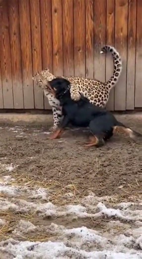 Epic Animal Showdown Caught on Camera | Wild Nature Shorts