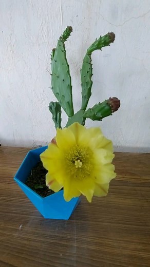Beautiful Cactus flower Bloom #cactus #cactuslover #flowerblooming | Flower lovers
