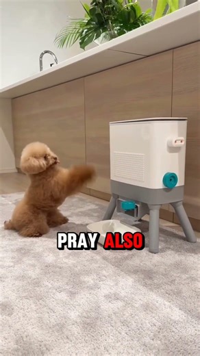 This cute dog was angry with his owner