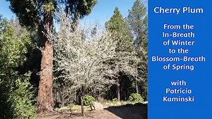 Cherry Plum is one of the first plants to burst into vernal glory here at Terra Flora. It just needs the slightest nudge of warmth and light, even when most other plants are still slumbering, to burst into blossom. Watch this delightful video narrated by Patricia Kaminski with on location-photography by Richard Katz. Learn why Cherry Plum, first formulated as flower essence by Dr. Edward Bach, is such an important flower remedy for addressing tension, rigidity and related contractive states of m