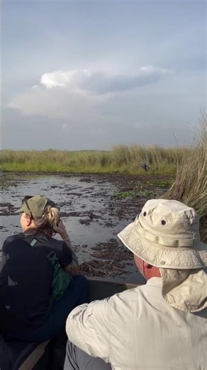 Don't mind the phone call, dinosaur bird spotted #shoebill #safari