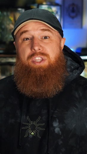 112 reactions · 3 comments | Socotra Island Blue Baboon is one FLUFFY tarantula! #tarantula #spider #pettarantula #animals | The Tarantula Collective | Facebook