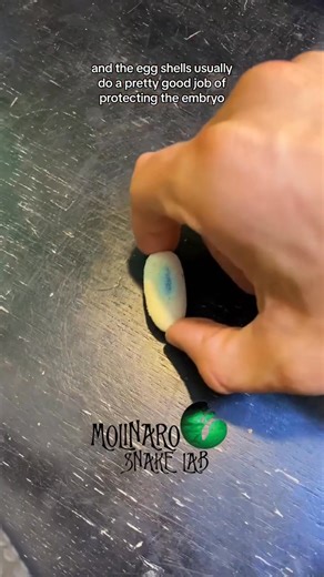 926K views · 25K reactions | Hatching a leopard gecko! *FULL VIDEO* #reels #snake #educational #animals #halloween | The Molinaro Snake Lab | Facebook