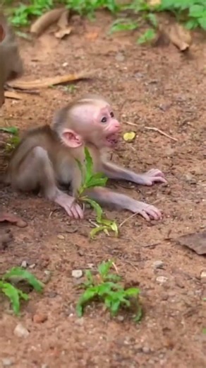 Beautiful Mom & baby Beautiful Animals Relaxing & Stress Relief