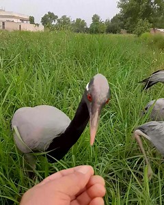 128K views · 9.7K reactions | My crane with chicks | Crane Birds | Facebook