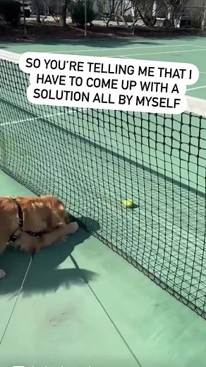 This is so unfair. #helpmeout #unfair #ballislife #tennisball | Hudsonbegood