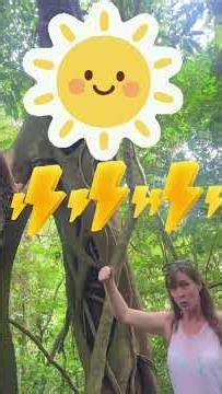 Parasitic Plants—symbiotic relationships between strangler fig and trees —killer trees!!!!!