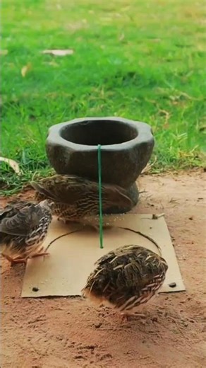 🔥 Instant Bird Trap! Works Every Time || #shorts #shortvideo #youtubeshorts #ytshorts