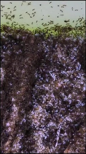 Ant Majors are awesome!#AntsCanada #Ants #ACFamily #AntLoveForever #nature #science #animals #insects #reptiles #antfarm #antcolony | AntsCanada