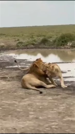 Nice African Adventure and Safaris on Instagram: "Enjoy 10 days Tanzania safari experience by exploring Serengeti national park, Kilimanjaro, And Zanzibar island. Dont miss this once in a life time experience for an affordable budge. book for us to prepare a tour package for safari be in touch with Nice Adventure through.. WhatsApp 📞 255 742 235 772 E-mail: info@niceafricanadventure.com Visit www.niceafricanadventure.com . . . . . . .#niceafrica #wildlife #africa #nature #travel #wildlifephotog