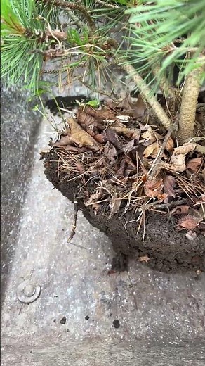 HOW TO: Transplant a pine (Part 2 of 2)