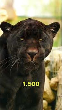 Jaguars: Surprising Facts You Need To Know! 😮 😲