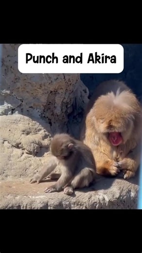 Punch the monkey - youtube