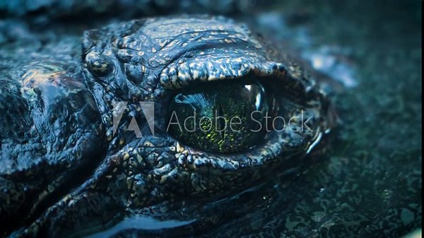 Nile crocodile eye close-up. The Nile crocodile is a large crocodilian native to freshwater habitats in Africa, where it is present in 26 countries. It is widely distributed in sub-Saharan Africa