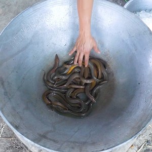 Eel Cooking in Bamboo 😮 | Wilderness Food