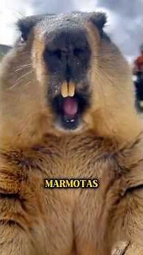 4 cosas que la mayoría de gente no sabe sobre las marmotas #marmota #marmot