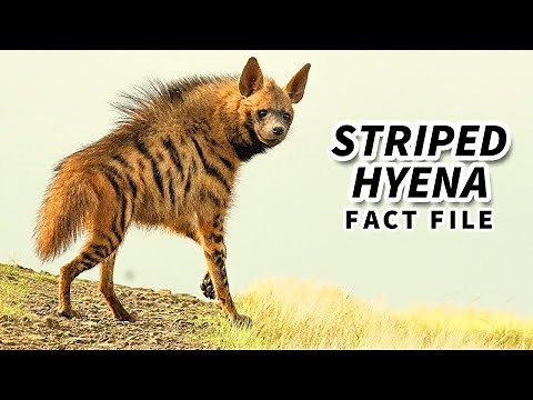 Striped Hyena Facts: no RABIES here! | Animal Fact Files