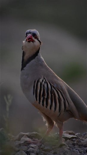 Expert Comparison: Partridge vs Chakor of Mountains Reveals Shocking Truth