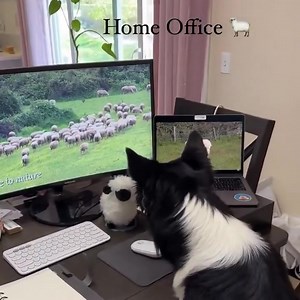 Working from home today. 🐾 | Farmers Weekly