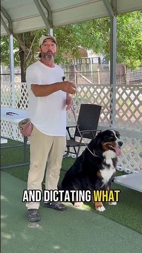 Why Dogs Pull on Leash Dog Behavior Explained and Training Tips