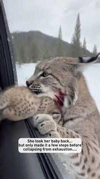 I saw a newborn bobcat kitten surrounded by wolves #shorts