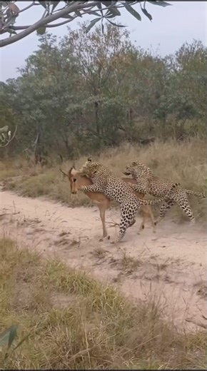 Two leopards trying to bring an Impala down. Dos leopardos intentando derribar a un impala. #leopard