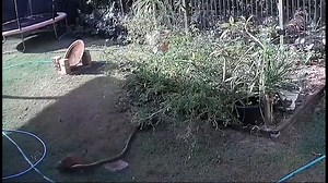 VIDEO: Owner rescues puppy from python in backyard