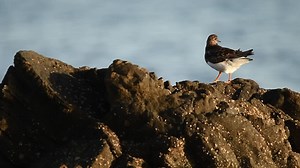 Ruddy turnstone preening near sea | Free Stock Video Footage