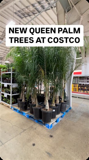 Amanda Tadros | Costcofam4u on Instagram: "🌴 NEW QUEEN PALM TREES AT COSTCO $39.99 / 34611 🚫NOT AFFILIATED WITH COSTCO 🚫NOT affiliated with any brands, items, products, companies in this video #costcofam4u #landscaping #decor #trees"