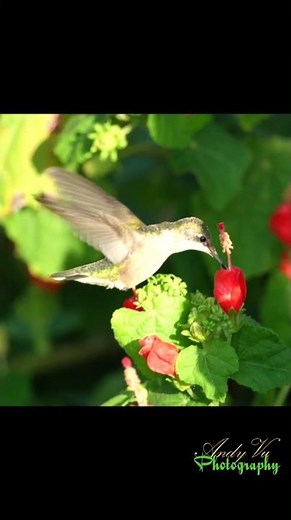 Hummingbirds at Seabourne