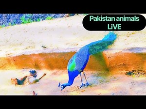 Peacocks in Their Real Natural Habitat Peacock Bird Sounds 🦚Wildlife Relaxing Music Desert Life