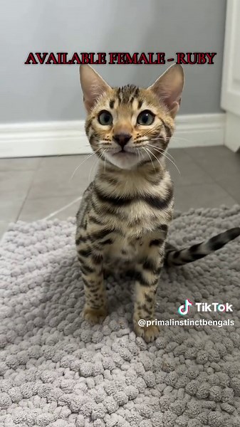 🐆Ruby & Bluey are ready to find their furrever homes 💕 Our two mini leopards are playful, loving, and full of glitter ✨ #bengalkitten #BengalCat #CatsofTikTok #fyp #bengal