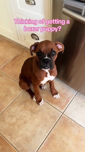 6-Month Update on Boxer Puppy