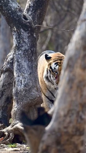 Deep in the lush jungle, a majestic golden-striped tiger deftly weaved between the ancient trees. His fur glistened in the filtered rays of the sun, as he glided silently across the leaf-covered ground. One day, while he was making his way through the dense vegetation, he heard a light rustling behind him. Wildlife was wary of its fearsome predator @_planettiger_ @taabir_by_tarun @tigerdenresort208 @ranthambhoreregencyhotel | Planet Tiger