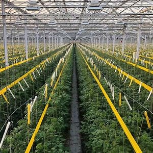 [Hot Item] Automatic Fertilizer Sprayer Vegetable Cultivation Greenhouse, Planting Hydroponic Vegetables