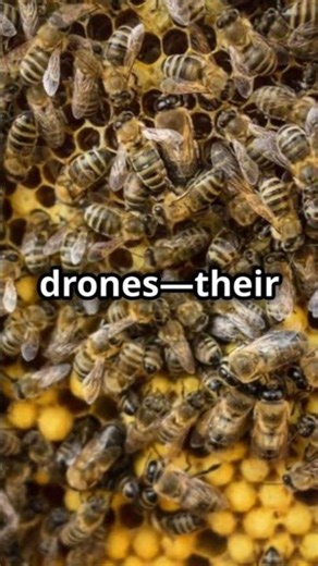 Beehives are complex structures #facts #animals #beekeeping