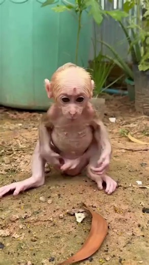 Funny Animals: Best Monkey & Wildlife Clips Compilation