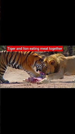Tiger and lion eating meat together
