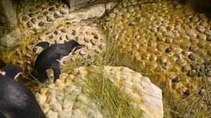 33K views · 2.2K reactions | When penguins steal! To attract and keep...