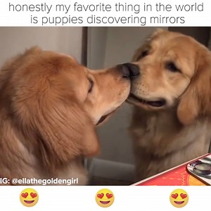 803K views · 21K reactions | Puppies discovering mirrors is the cutest thing ever | BuzzFeed Animals | Facebook