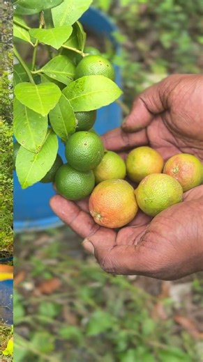 20 Varieties of Exotic Fruit Plants We Plant & Maintain for 1 Year!Contact us for Offers 08590647736