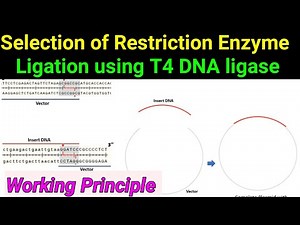 T4 DNA Ligase ll Ligation ll working principle ll Selection of Restriction enzymes