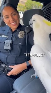 Funniest and clearest cockatoo conversation ever 🤣 #TalkingCockatoo #FunnyBird #PoliceComedy | Keewon